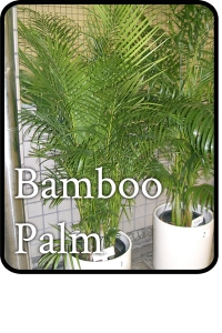 Bamboo-palm