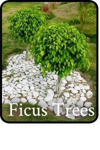 ficus trees