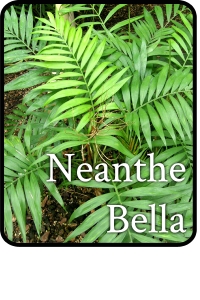 Neanthe-Bella