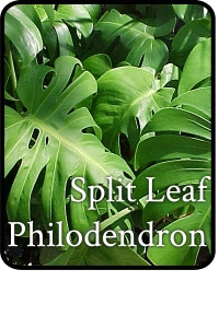 Split-Leaf-Philodendron