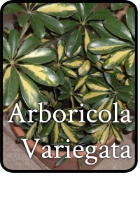 arboricola-variegata