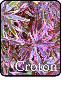 croton plant