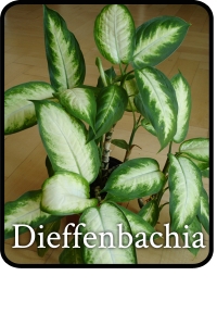 dieffenbachia