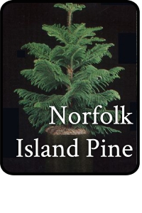 norfolk island pine