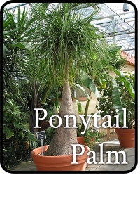 ponytail palm